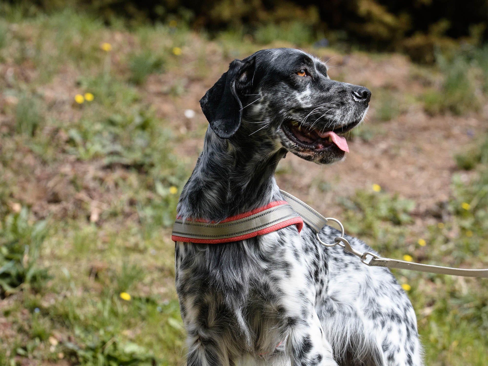 Freedog Shiva Sport Am za Pse – Crveno/Sivi - Image 4