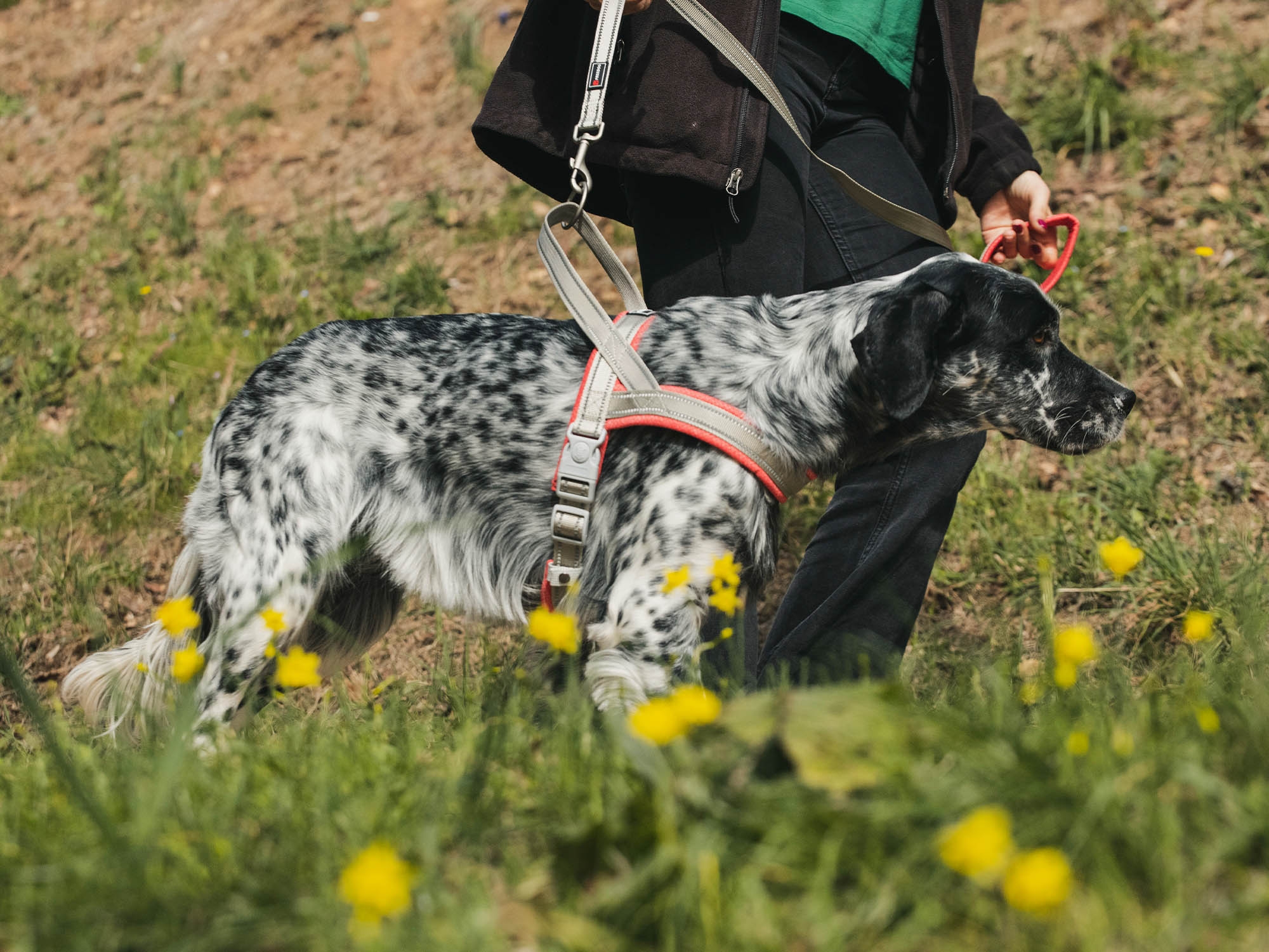 Freedog Shiva Sport Am za Pse – Crveno/Sivi - Image 3