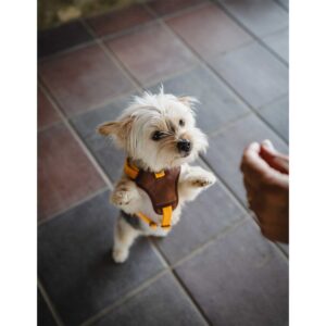 Freedog Linum – Ergonomski podstavljeni am za pse (Yellow Sunrise)
