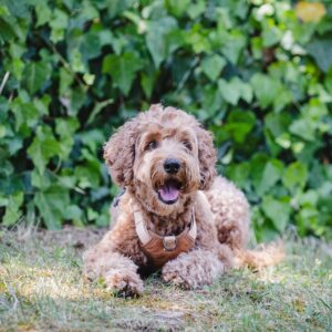 Freedog Linum – Ergonomski podstavljeni am za pse (Sand Beige)