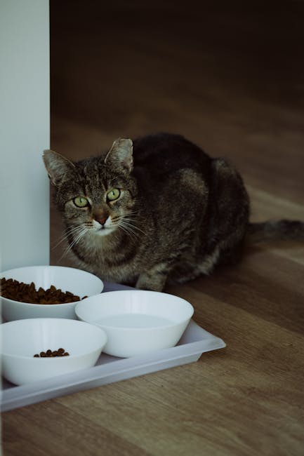 A domestic tabby cat sits beside a tray of bowls on the floor, looking alert and attentive.