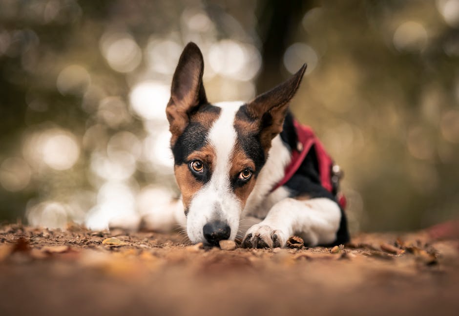 Adorable dog with pointy ears resting on fallen autumn leaves in the park.