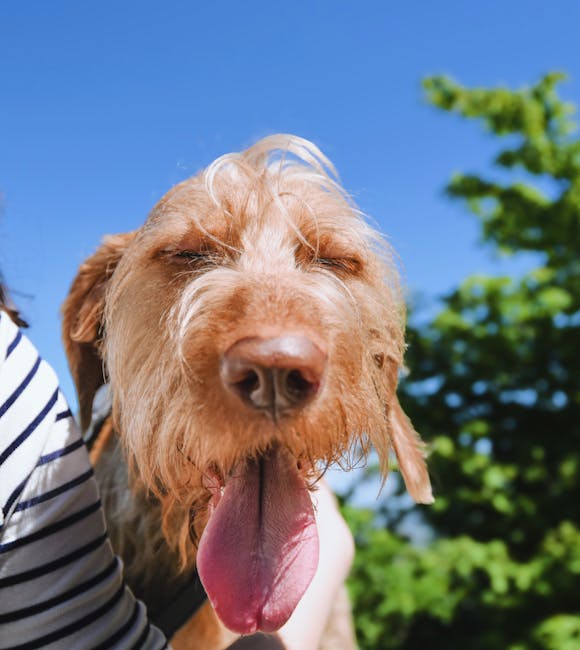 Playful brown dog with tongue out under clear blue sky.
