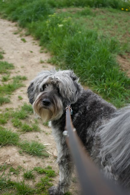 Cute shaggy dog on a walk, looking back at the photographer in a lush green park setting.