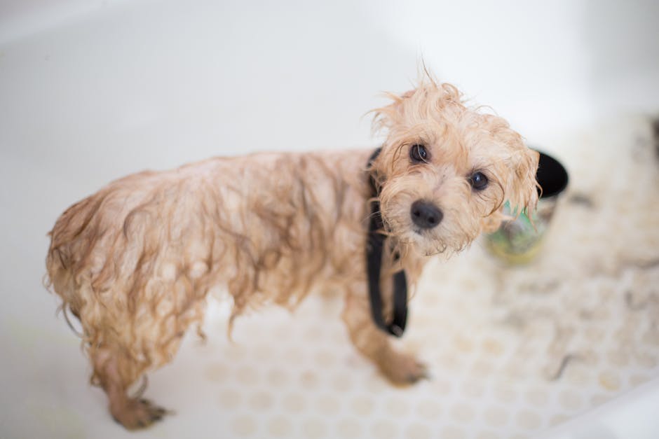 Cute wet puppy in bathtub looking up during bath time. Pet care scene.