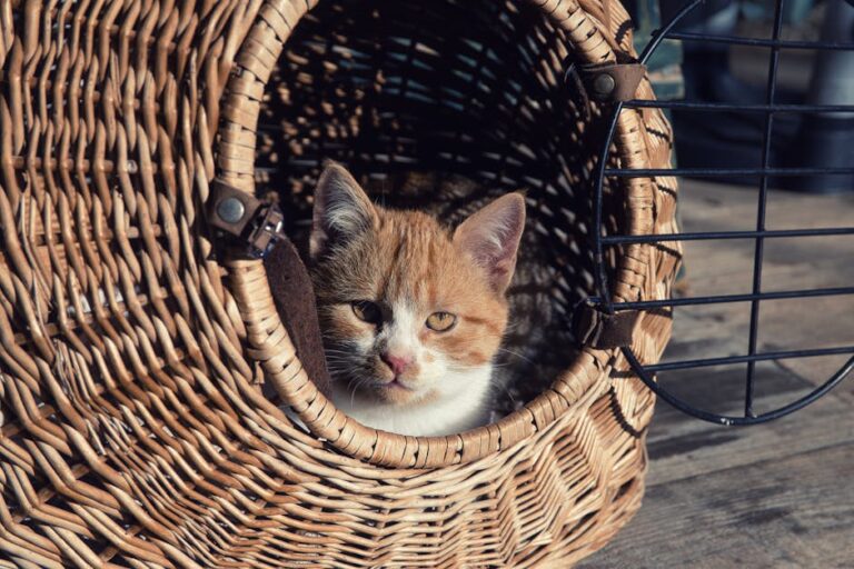 Ginger and white kitten in a cozy wicker basket, basking in afternoon light.