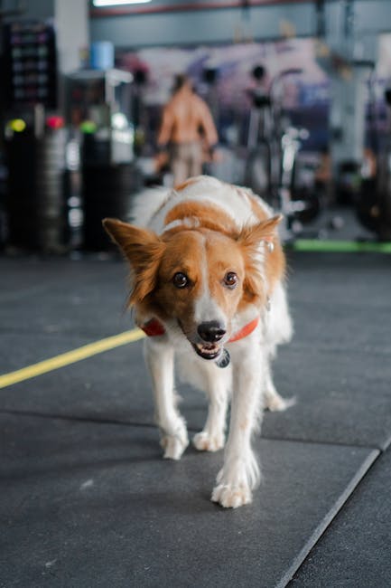 Freedog