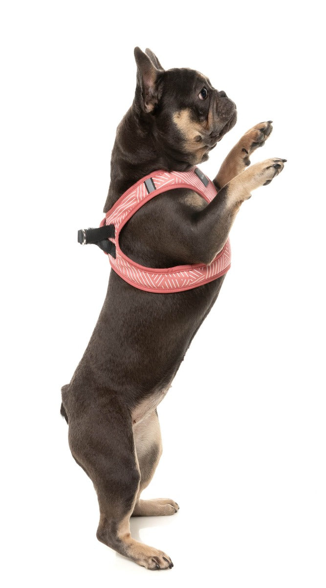 Thornburi - Brick Red - Dog Step In Harness - Image 5
