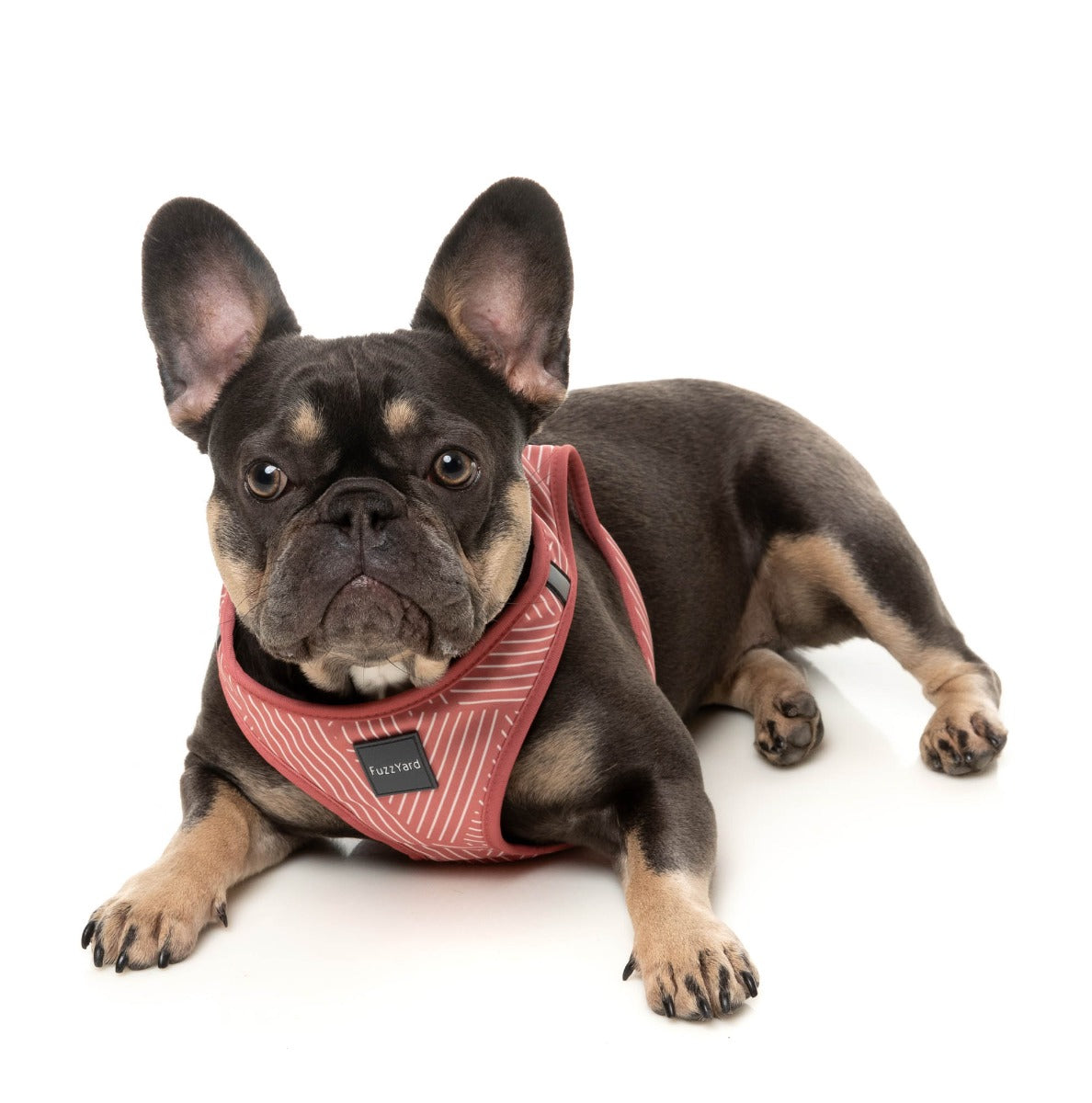 Thornburi - Brick Red - Dog Step In Harness - Image 4