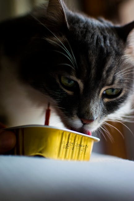 Gimcat