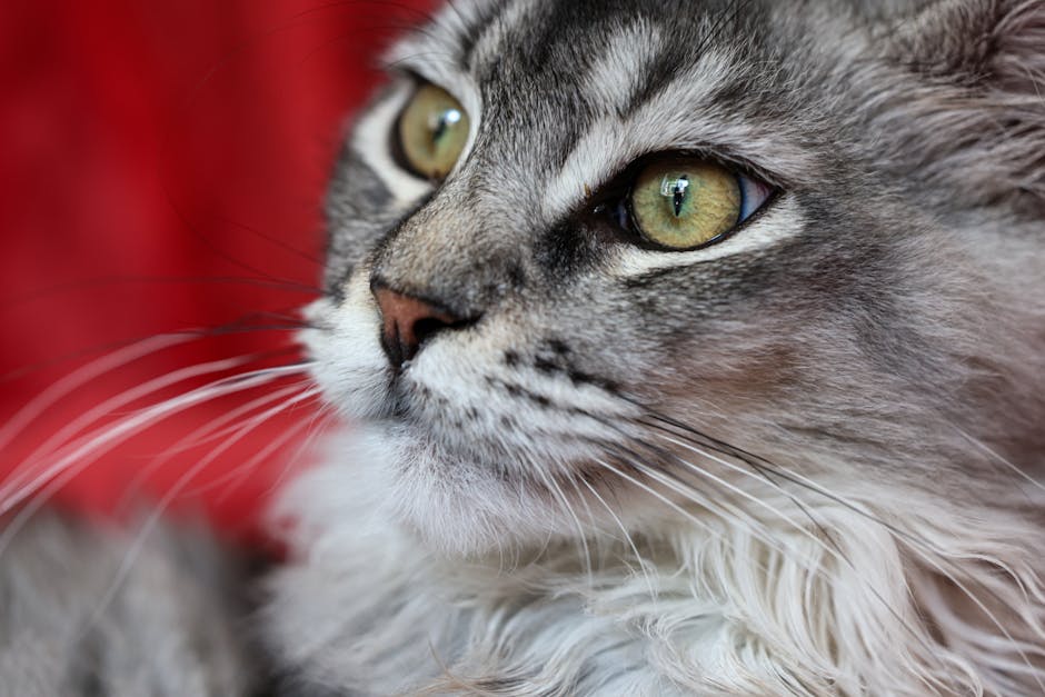 Njega Maine Coon Mačke