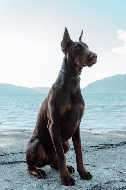 Pet Shop Tivat