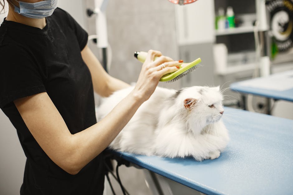A professional carefully brushes a white Persian cat at a vet clinic.