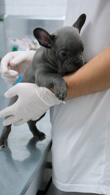 Veterinar Budva — Veterinarska Ambulanta
