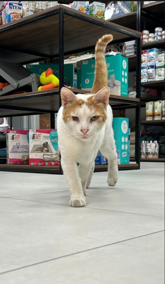 Mačka u Pet House Shop prodavnici