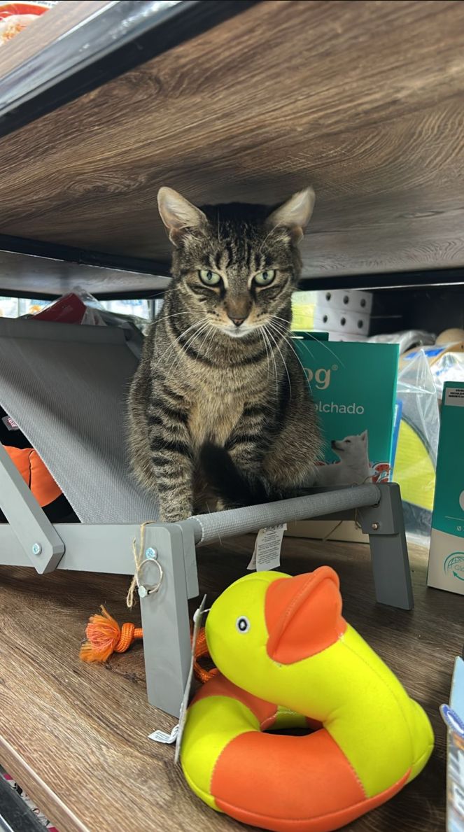 Mačka u Pet House Shop prodavnici