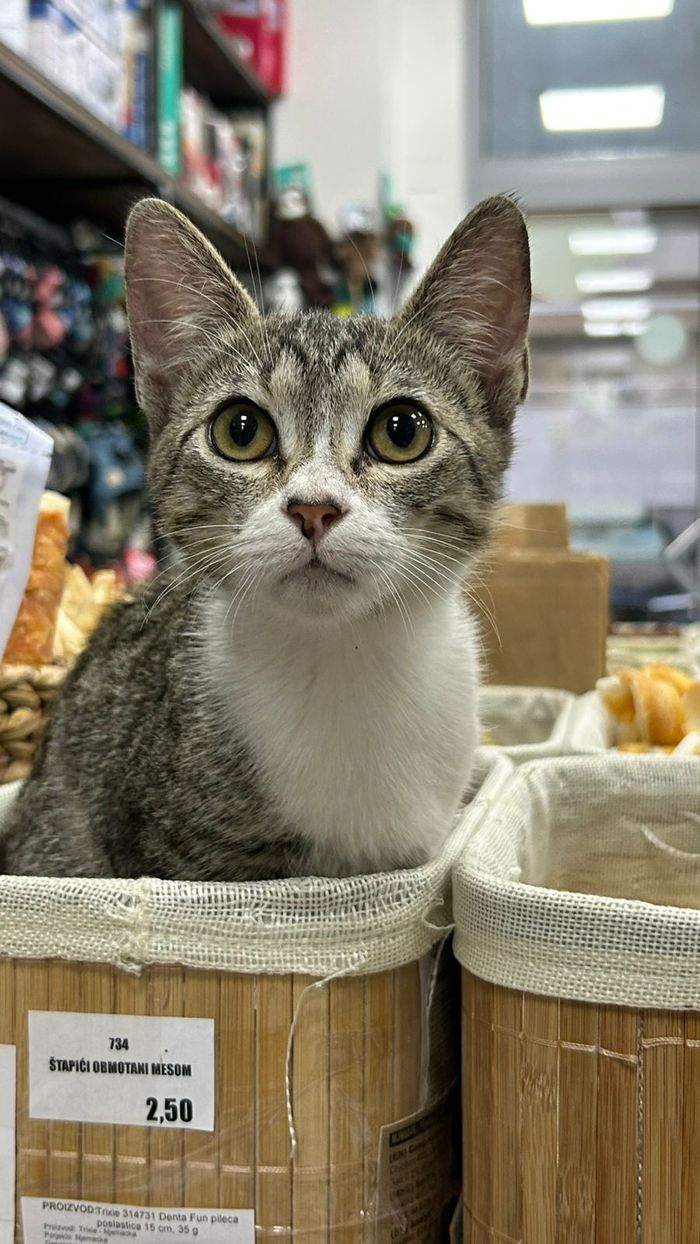 Mače u Pet House Shop prodavnici