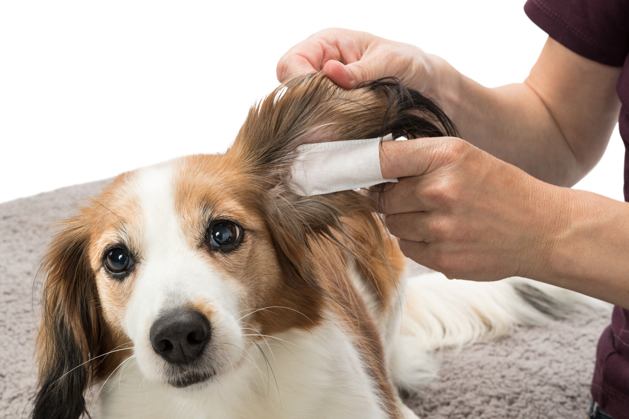 Trixie Ear Care Jednokratni Jastučići za Čišćenje Ušiju kod Pasa i Mačaka (50 kom) - Image 3