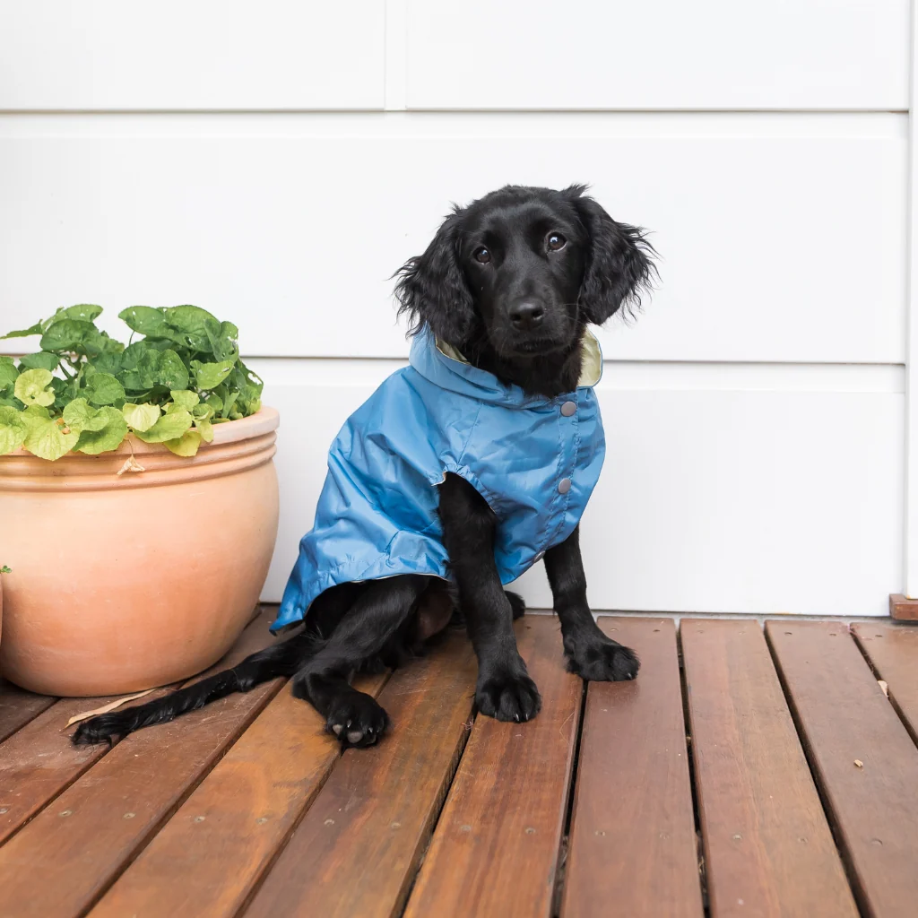 FuzzYard Life Raincoat | French Blue | Kabanica za pse - Image 2