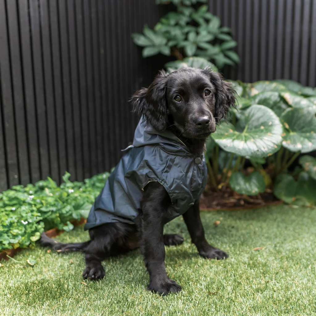FuzzYard Life Raincoat | Slate Grey | Kabanica za pse - Image 2